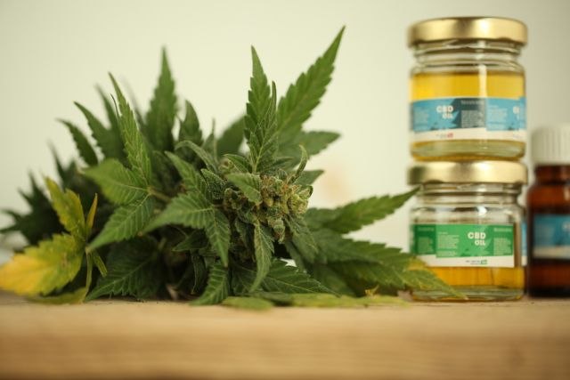 I u Hrvatskoj uzgoj marihuane u medicinske svrhe